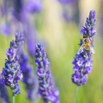 Honey bee collecting nectar from lavender blooms. 