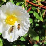 Bees in a large matilija bloom on our Saratoga hillside.