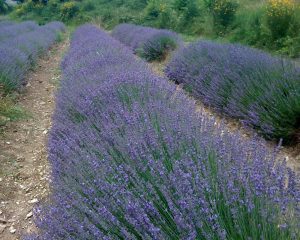Farmed lavender in Provence, France. 