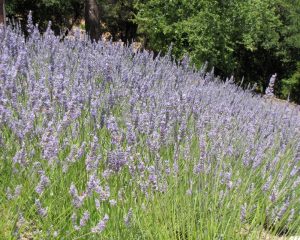 Part of our hillside lavender garden in Saratoga, California