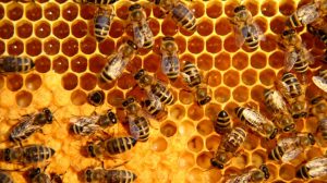 The nectar in the cells in the lower left have reached the right moisture content to become true honey, so the bees have put a wax "cap" on the end of the hexagonal cell. The remaining part of this comb is still being filled with thinner nectar.